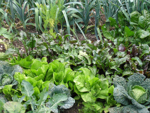 organic-gardening