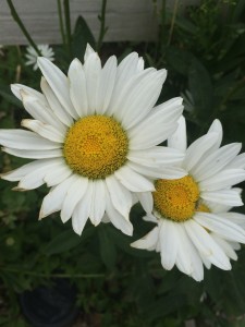 daisy